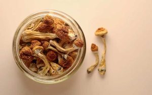 Magic Mushroom Drug Tested for Treating Gambling Addiction in Landmark UK Study
